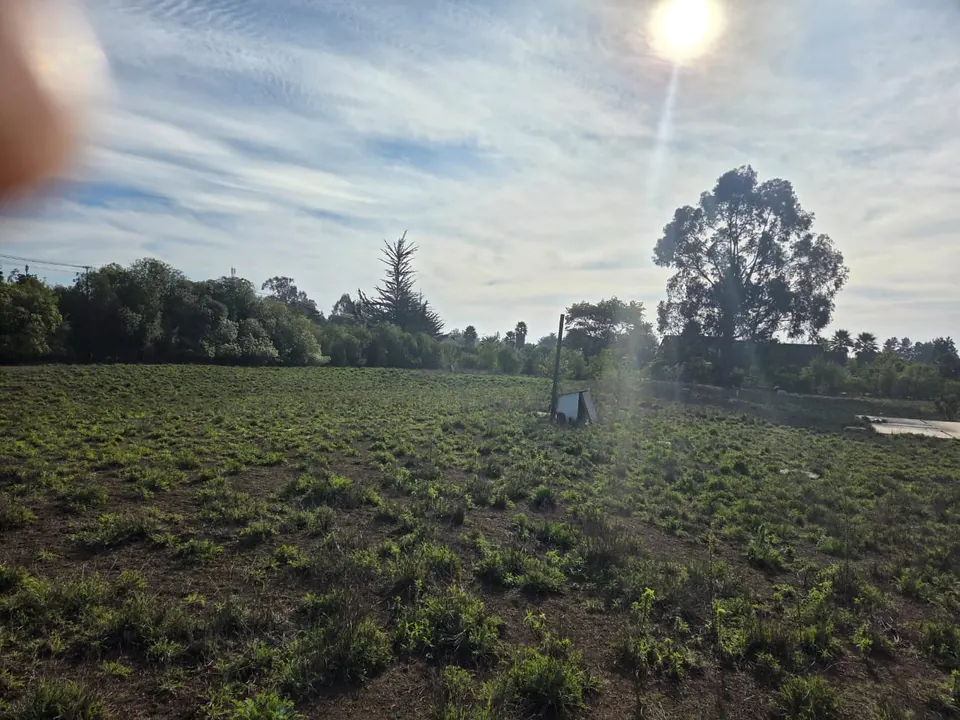 Parcela plana y cercada de 5.186 m² en La Princesa, fotografía 5